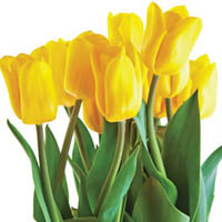 albany tulip festival