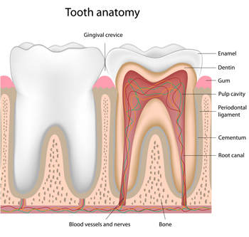 tooth diagram