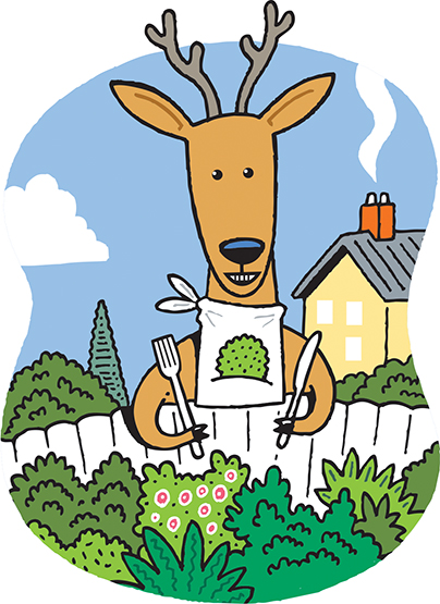 deer