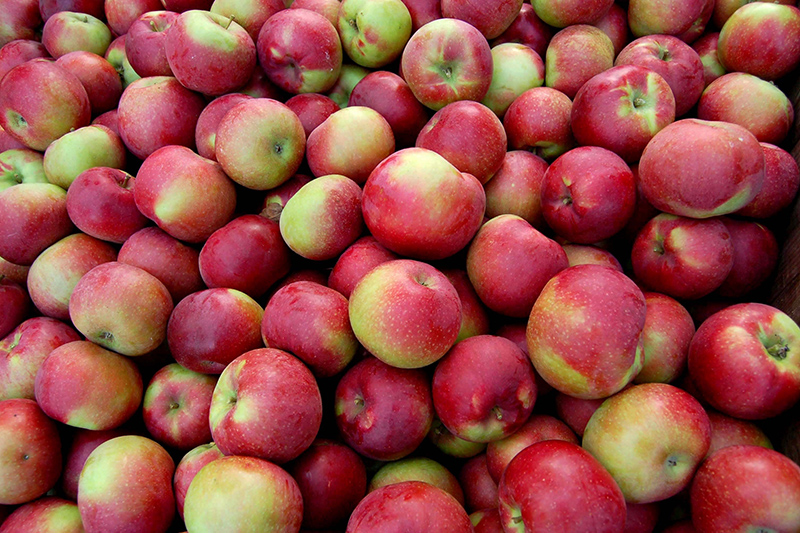 This Week’s Pick McIntosh Apple