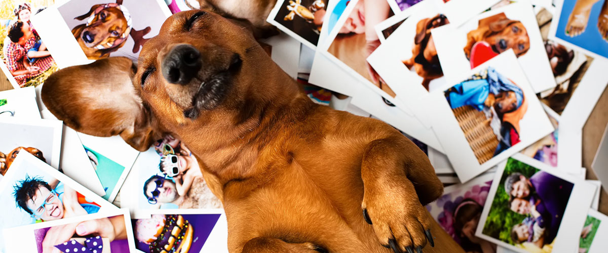 pet contest