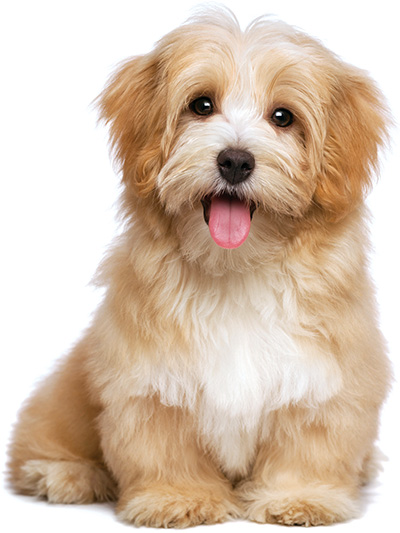 dog q&a