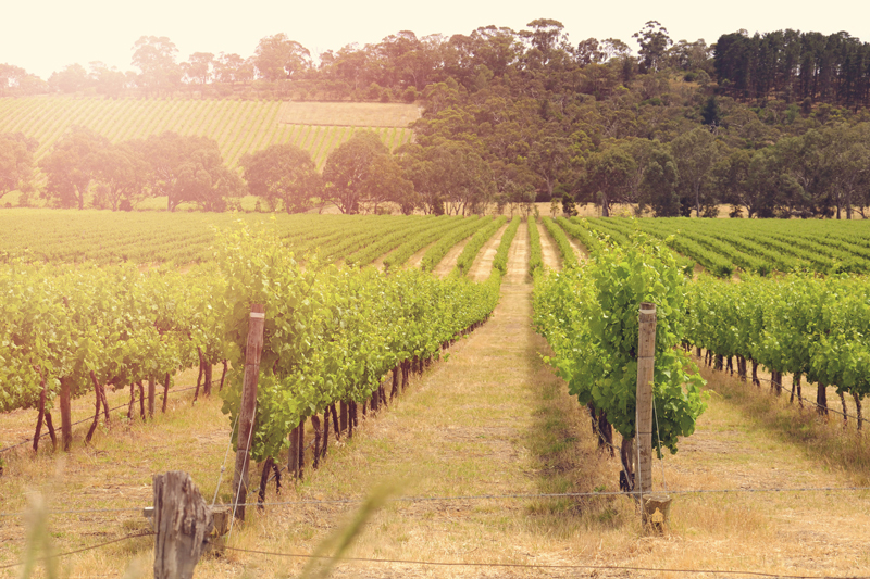 Vineyards, Wineries, Breweries, Distilleries, & Cideries of the Hudson