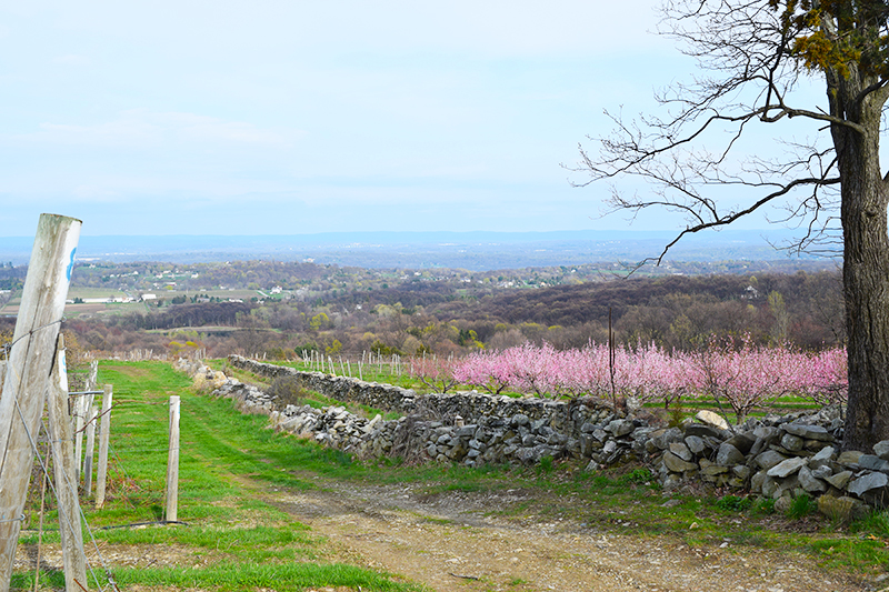 You Can Own Marlboro’s Charming Winery and Vineyard — If You Have 2