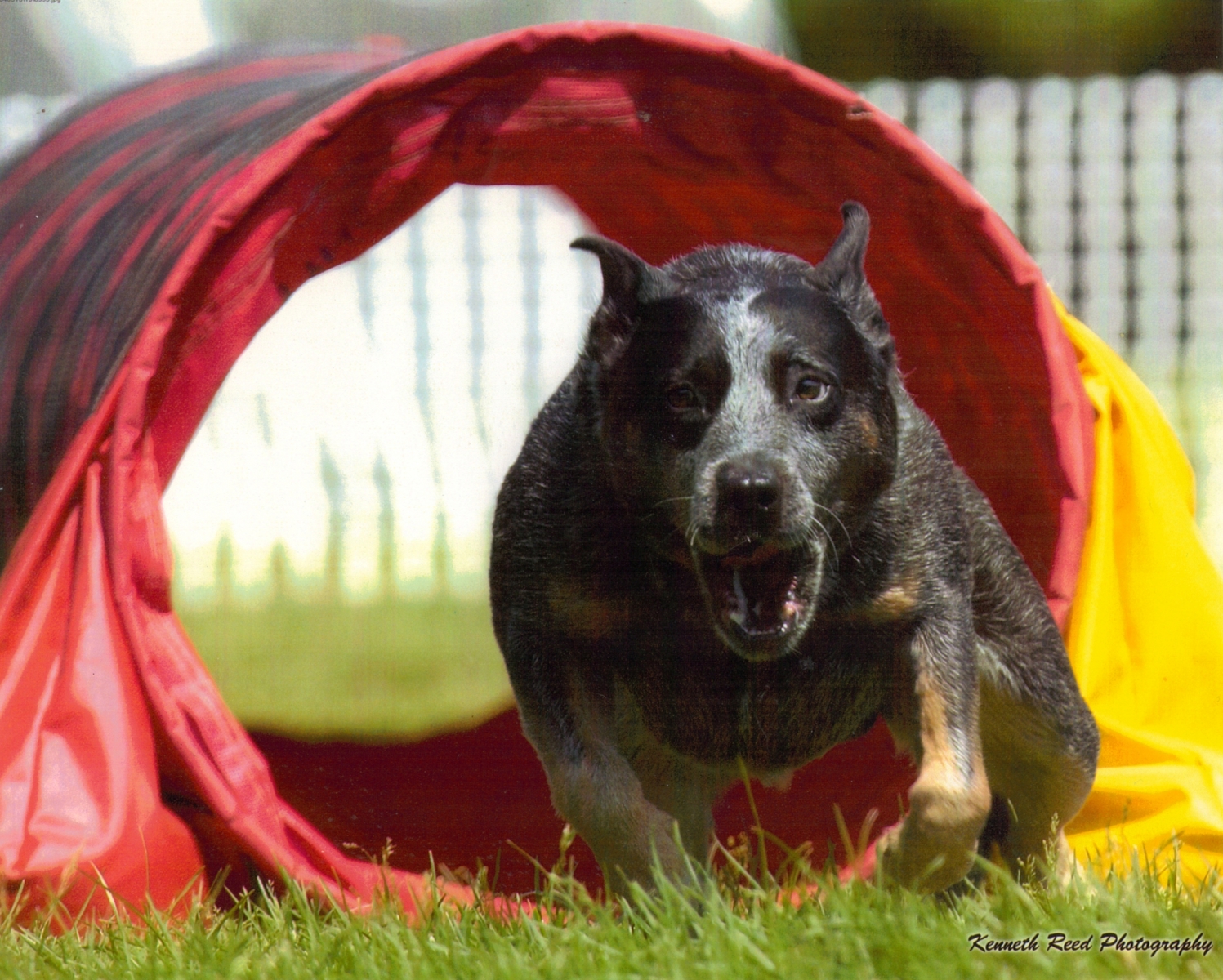 A Hudson Valley Animal Expert Judges One of America's Grandest Dog Shows