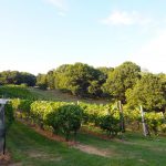Benmarl Winery
