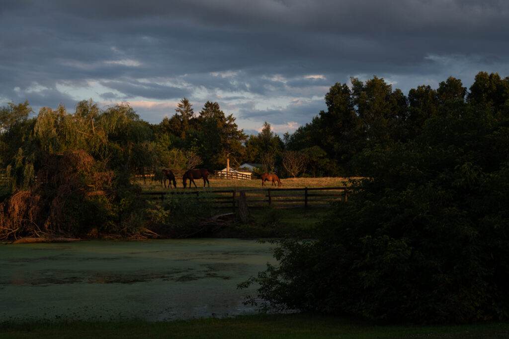 Hudson Valley Farmland Horses