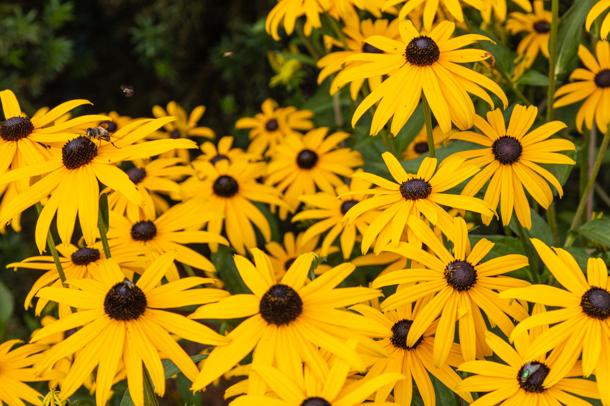 Great Late Bloomers to Keep Your Garden Colorful All Summer