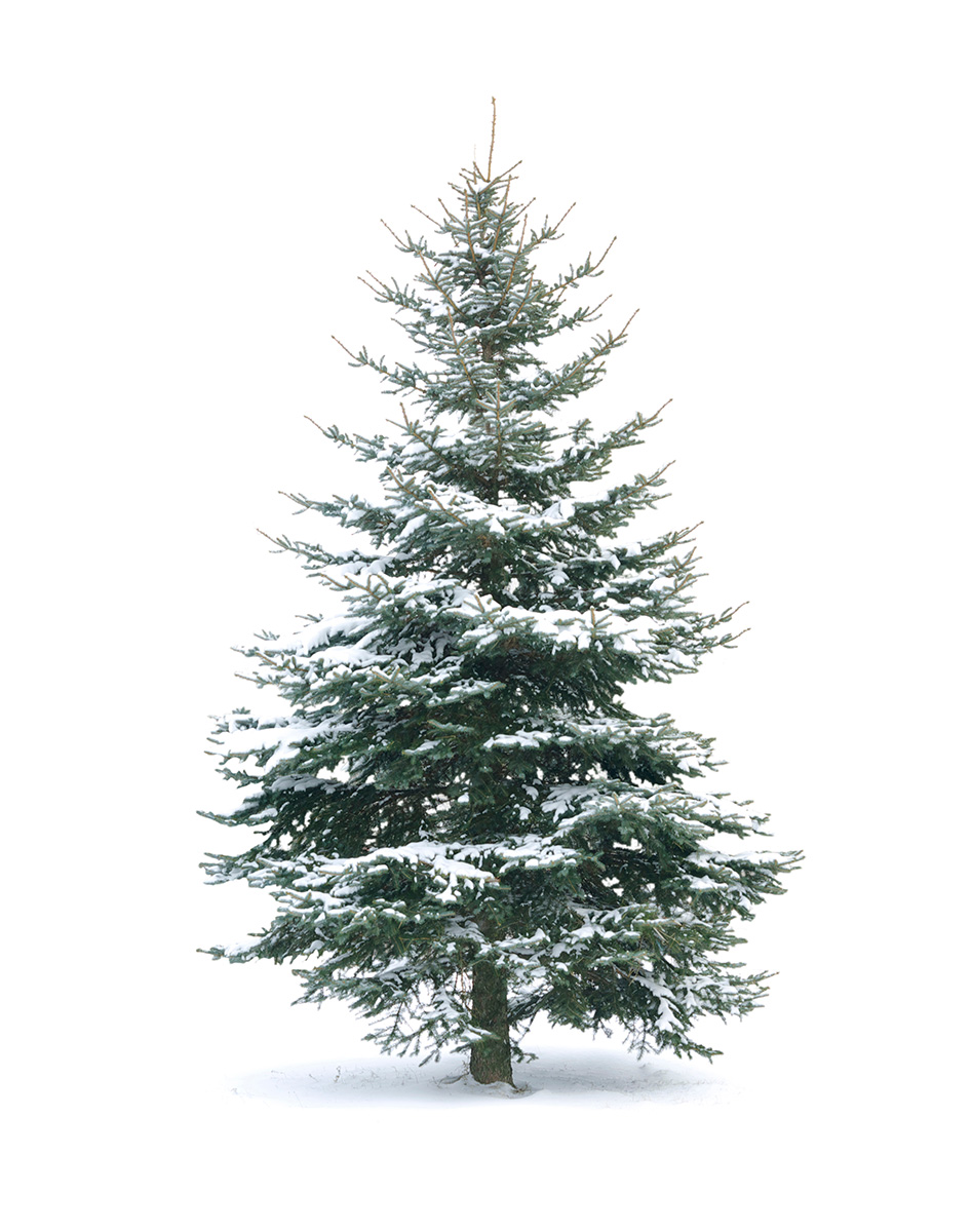 Pick Your Perfect Pine at a Hudson Valley Christmas Tree Farm