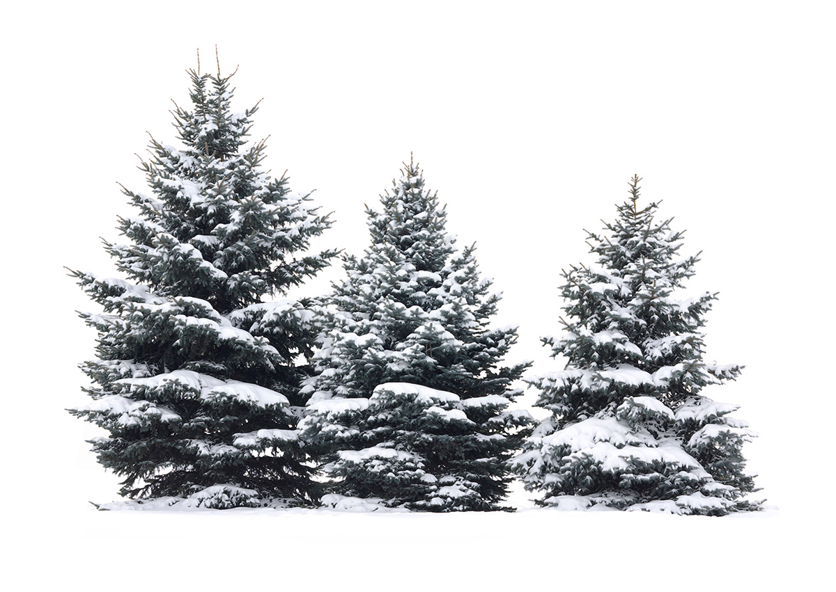 Pick Your Perfect Pine at a Hudson Valley Christmas Tree Farm