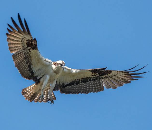 Birdwatching 101: Your Guide to the Hobby in the Hudson Valley