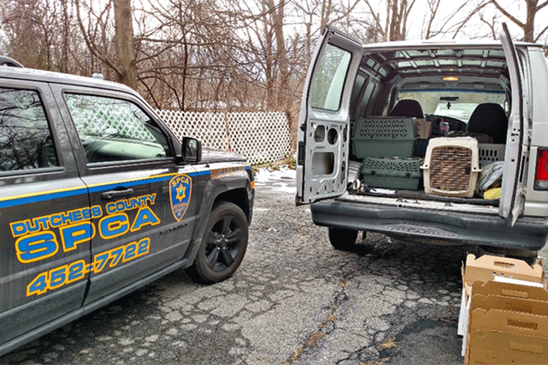 Dutchess SPCA Rescues 67 Cats from Fishkill Home