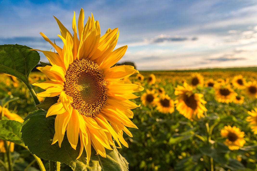 Sunflower Farms in the Hudson Valley Where to Find Them