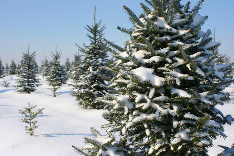 Pick Your Perfect Pine at a Hudson Valley Christmas Tree Farm