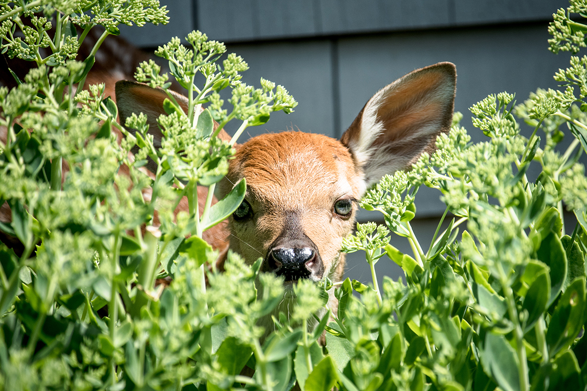 How to Deter Deer From Your Yard in the Hudson Valley