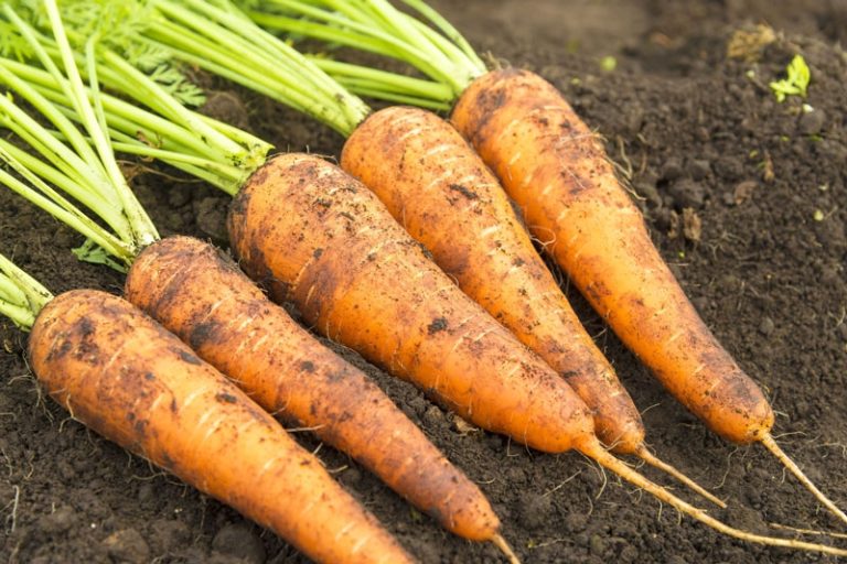 Plant These Vegetables for Your Fall Garden in the Hudson Valley