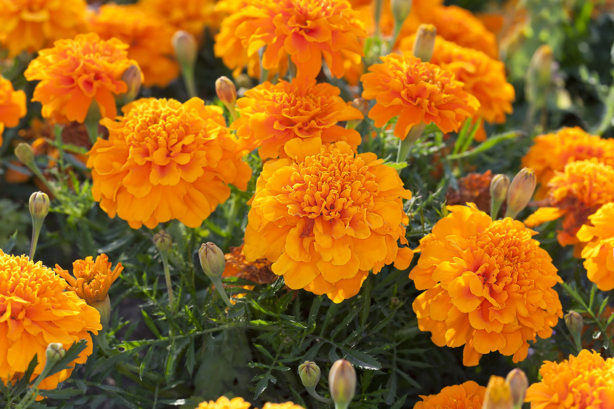 Summer Flowers and Planting Tips for Your Hudson Valley Garden - Vimarsana News